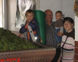 Weinlese - Trauben - Ernte